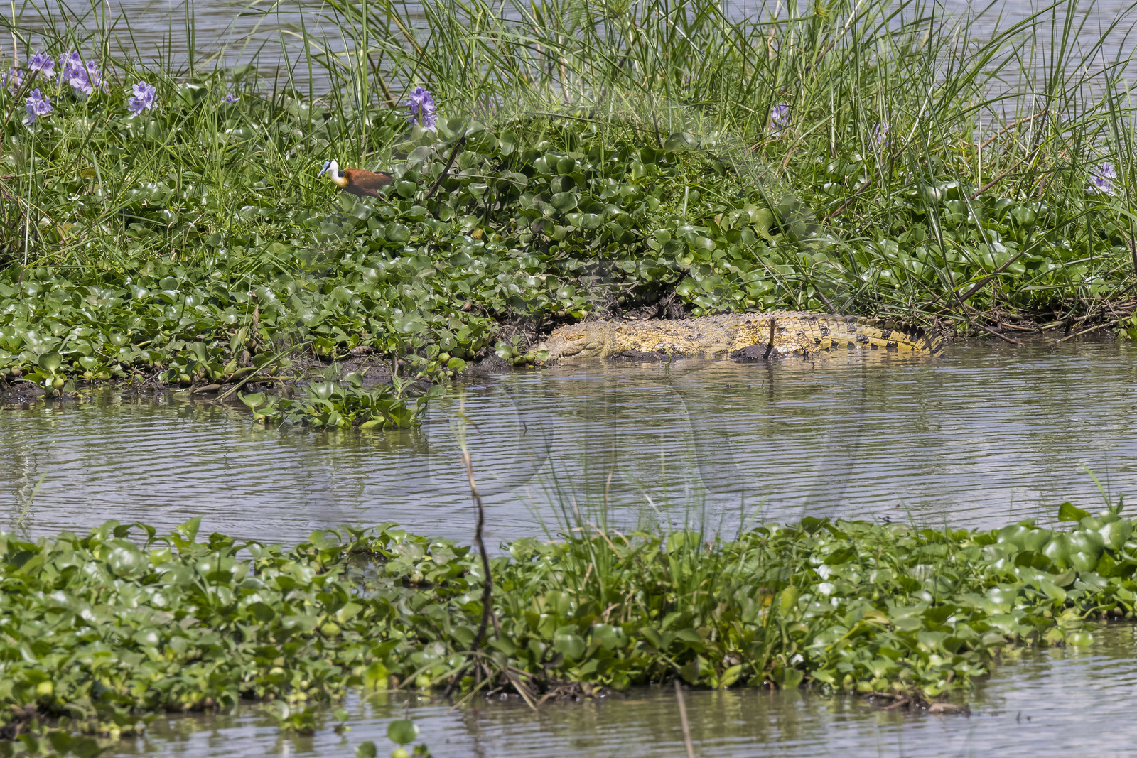 Rwanda, Parc national de l'Akagera, le lac Hago, jeune crocodile du Nil (Crocodylus niloticus) et jacana à poitrine dorée (Actophilornis africanus)