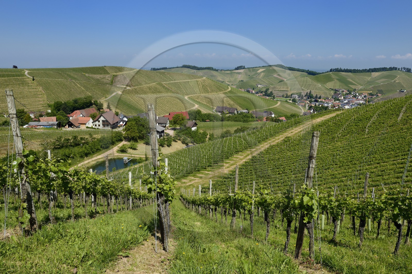 Allemagne, Bade-Wurtemberg, le vignoble à Durbach