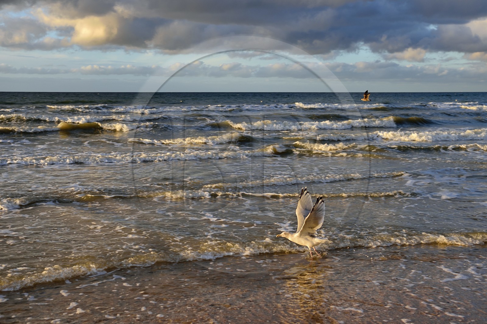 France, Calvados (14), Pays d'Auge, la côte Fleurie, Cabourg, goéland prenant son envol sur la plage de la station balnéaire