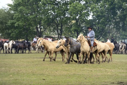 Argentine, province de Buenos Aires, San Antonio de Areco, fête du Jour de la Tradition (Dia de la Tradicion), figure appelée enchevêtrement de troupeaux (Entrevero de tropillas)