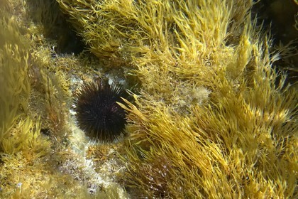 France, Var, Le Rayol Canadel sur Mer, Domaine du Rayol, Jardin des Mediterranees, Conservatoire du Littoral Estate compulsory mention, the marine path, sea urchin
