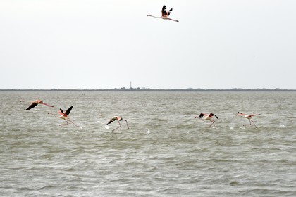 France, Bouches-du-Rhône (13), Parc naturel régional de Camargue, l’étang du Vaisseau, flamants roses (Phoenicopterus roseus)