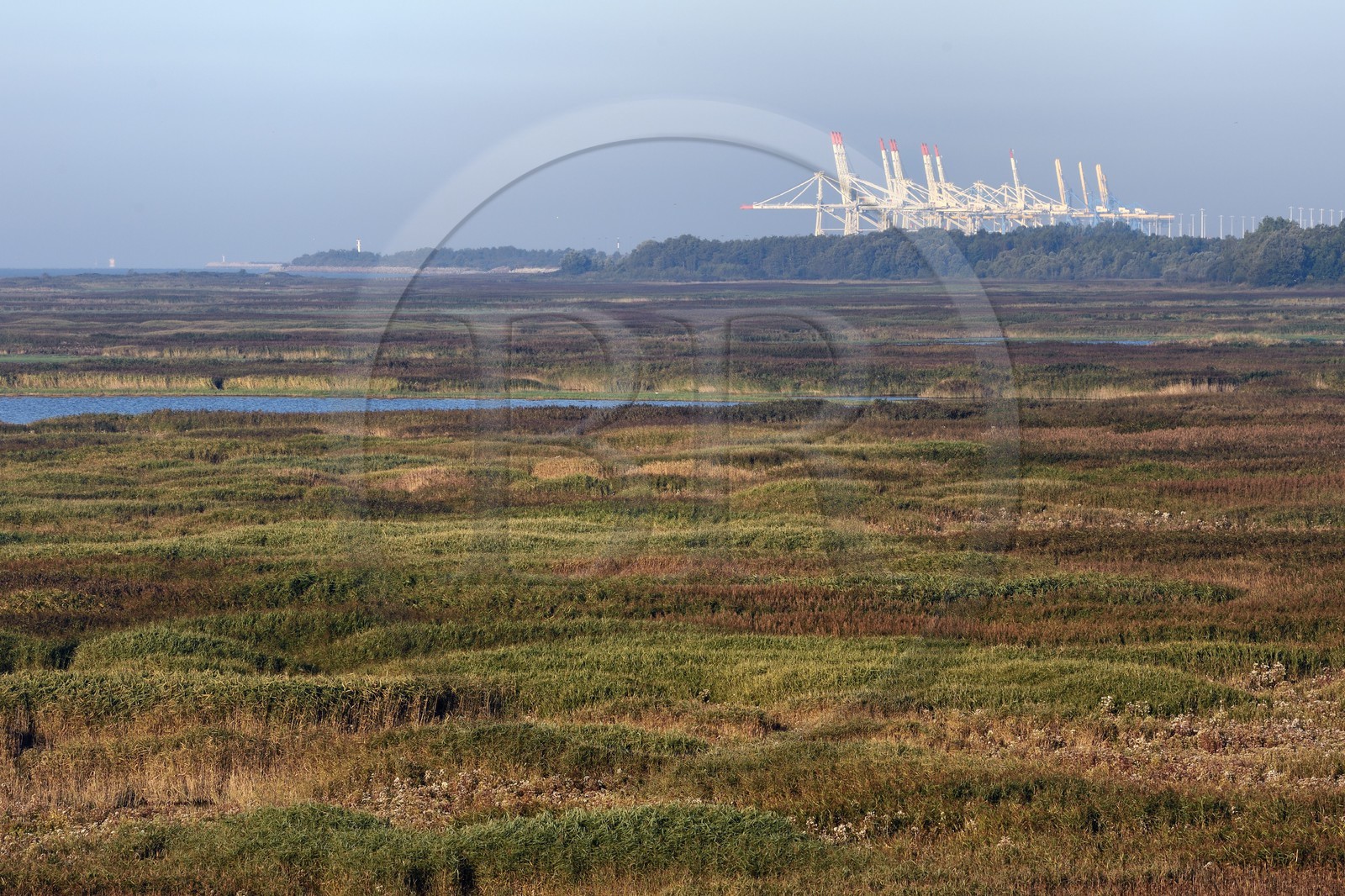 France, Seine-Maritime (76), Réserve Naturelle de l'estuaire de la Seine, étang au coeur de la roselière et le port du Havre en arrière plan