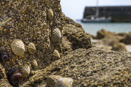 France, Finistère (29), Mer d'Iroise, Ile d'Ouessant, Port d'Arlan, patelle commune ou bernique (Patella vulgata Linnaeus)