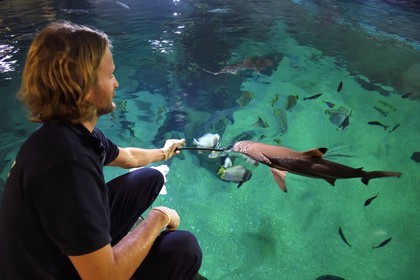 France, Pyrenees Atlantiques, Basque Country, Biarritz, Aquarium - the Sea Museum, Jean Baptiste Nurenberg feeding sharks