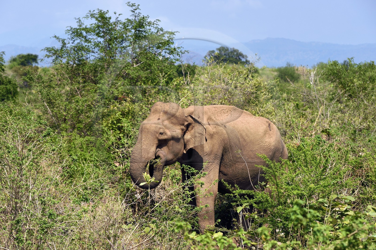 Sri Lanka, province d'Uva, Parc national d'Uda Walawe (Udawalawe National Park), éléphant d'Asie (Elephas maximus)
