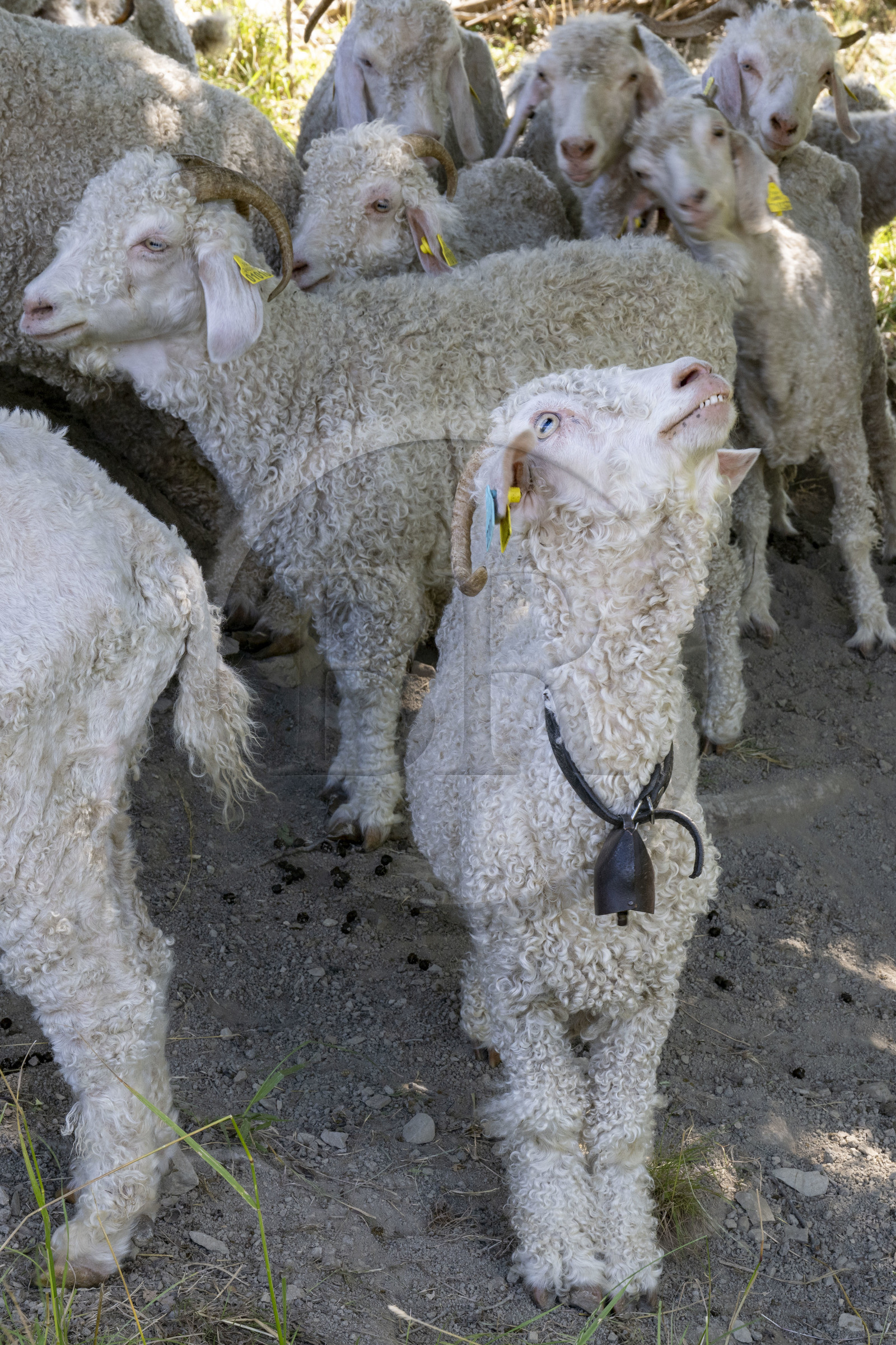 France, Drôme (26), parc naturel régional des Baronnies provençales, Saint-Sauveur-Gouvernet, ferme Mohair du Moulin dans la vallée de l’Ennuye, élevage de chèvres angora