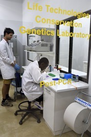 Namibie, Otjiwarongo, Cheetah Conservation Fund, centre de recherche et d'éducation, Life Technologies Conservation Genetics Laboratory