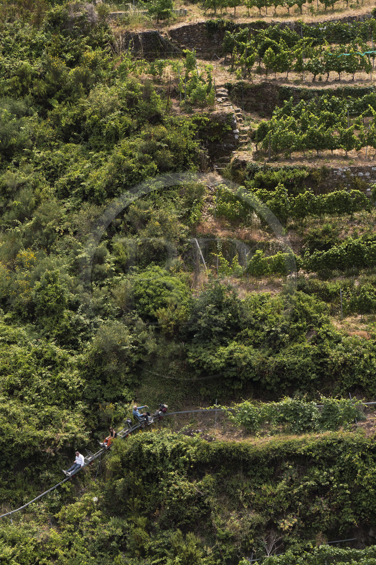 Italie, Ligurie, Cinque Terre, parc national des Cinque Terre classé Patrimoine Mondial de l'UNESCO, village de Vernazza, Bartolomeo Lercari propriétaire exploitant des vins AOC Liguria di Levante Cheo sur son monorail à crémaillère destiné aux vendanges sur ces terres extrêmement pentues