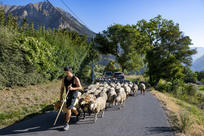 France, Hautes Alpes (05), Chateauroux-les-Alpes, changement de paturage pour ce troupeau de moutons et déplacement sur une route
