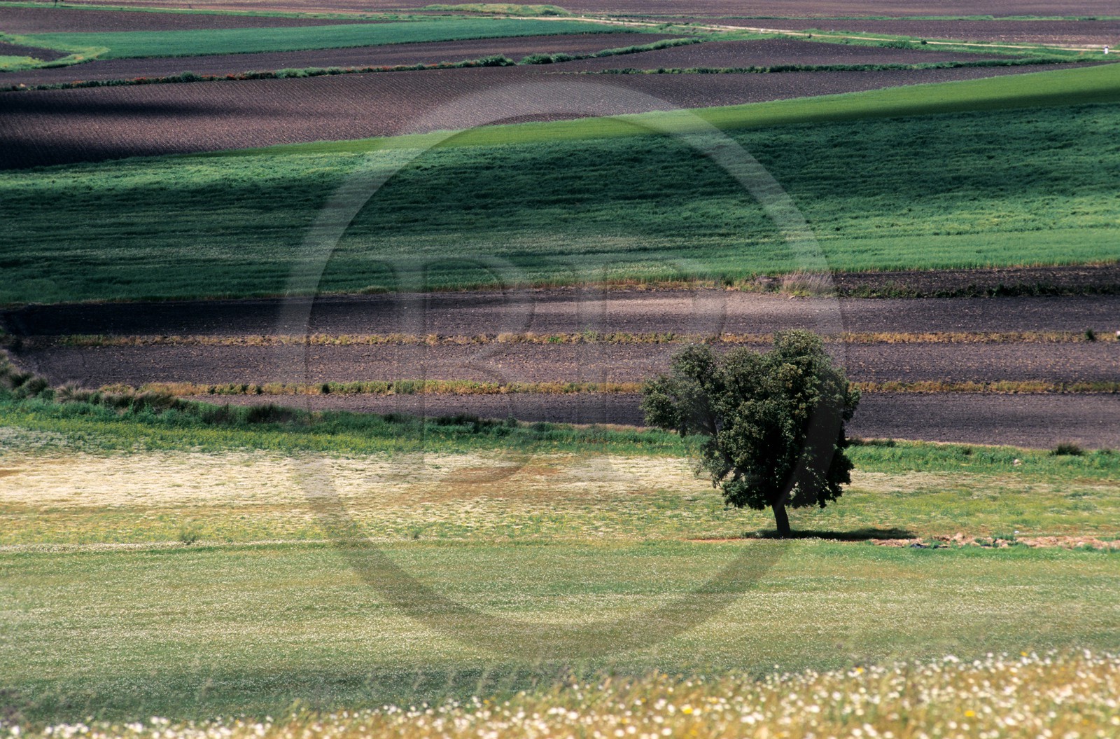 Espagne, Estrémadure, paysage de la plaine au nord de Don Benito, vue de la Sierra del Villar