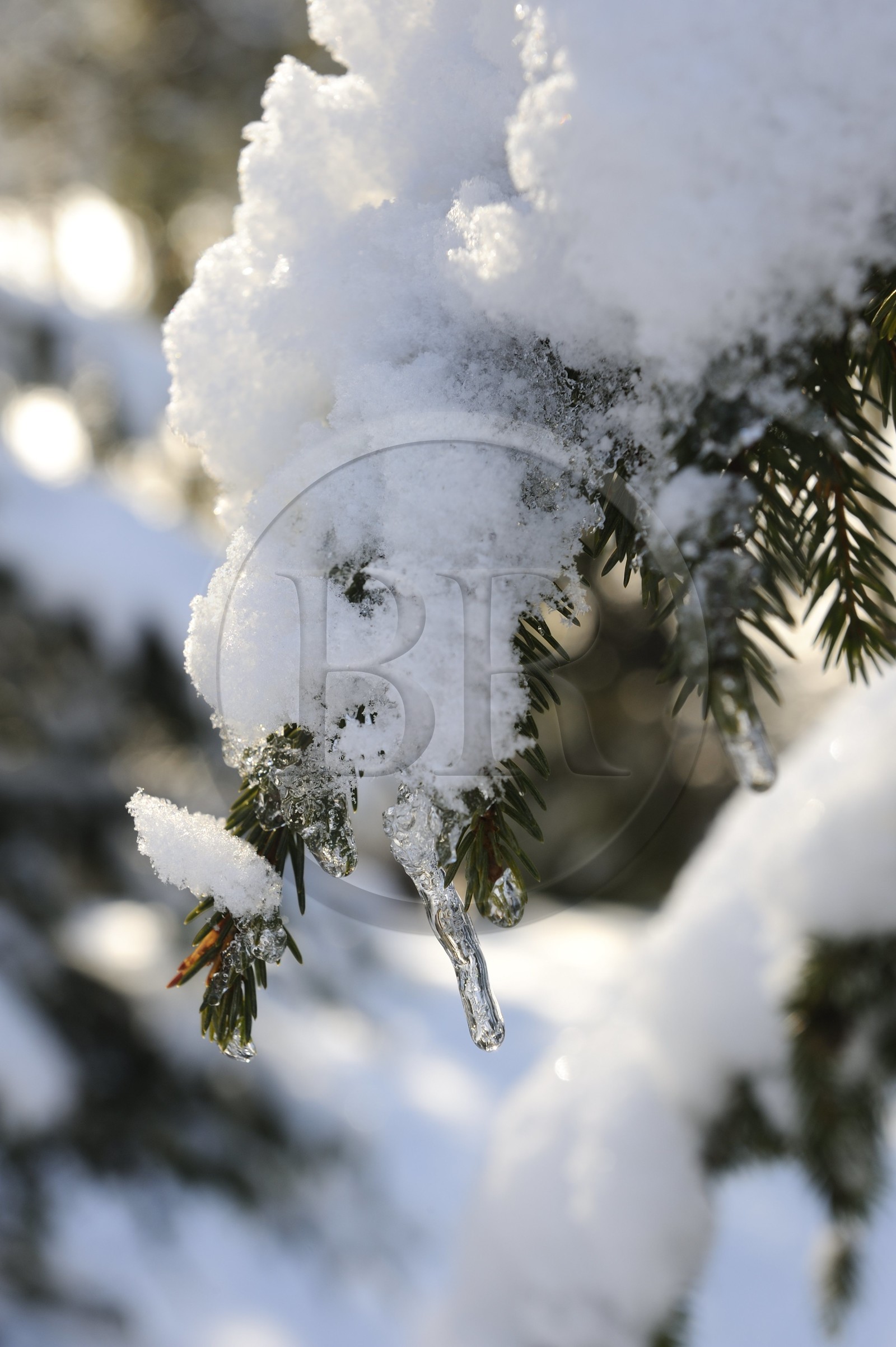 Suisse, Canton de Vaud, Villars sur Ollon, sapin sous la neige