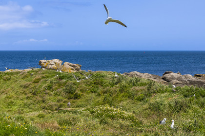 France, Finistère (29), Pays des Abers, Ile Vierge dans l'archipel de Lilia, de très nombreux goélands peuple l'île en période de nidification