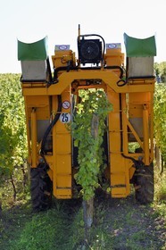 France, Haut Rhin, the Alsace Wine Route, Hunawihr, labelized the Most Beautiful Villages of France, harvesting with a mechanical grape harvester
