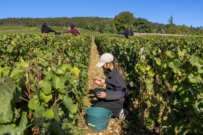France, Côte-d'Or (21), les climats de Bourgogne classés Patrimoine Mondial de l'UNESCO, Route des Grands Crus, vignoble de la Côte de Beaune, Volnay, vendanges dans la parcelle de Taille-Pieds appartenant aux Hospices de Beaune qui servent à produire un Volnay 1er Cru cuvée Blondeau et cuvée Muteau à partir du cépage Pinot noir, Clara Caccamo, aide-soignante à l'Ehpad des Hospices de Beaune, participe régulièrement aux vendanges