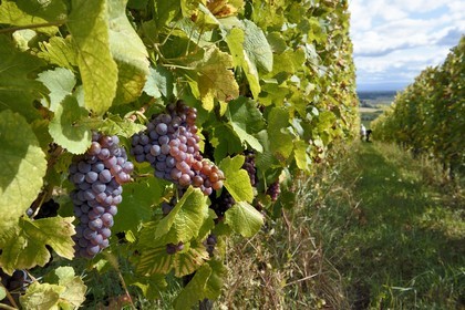 France, Haut-Rhin (68), Route des vins d'Alsace, Bergheim, Domaine viticole Marcel Deiss, grappes de raisin