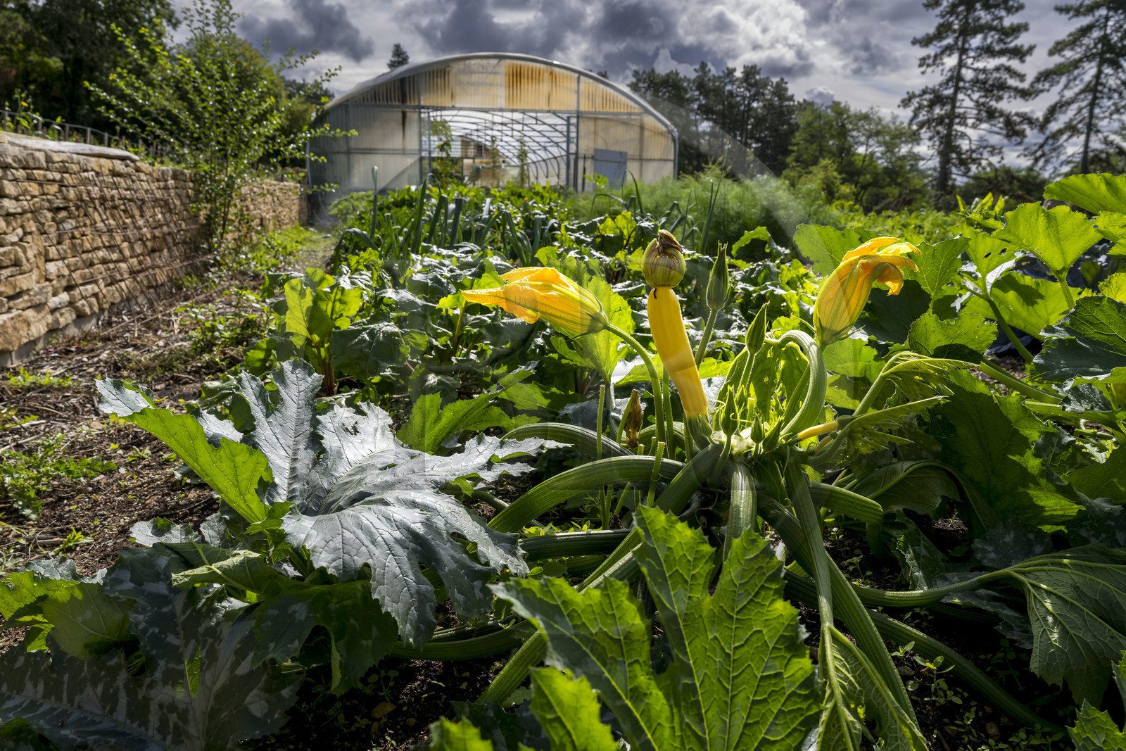 France, Côte-d'Or (21), les climats de Bourgogne classés Patrimoine Mondial de l'UNESCO, Beaune, le Clos de la Belle Châtelaine, verger-jardin, fleur de courgette