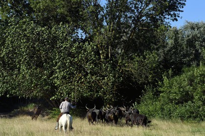 France, Bouches-du-Rhône (13), Parc naturel régional de Camargue, Mas du Menage, manade Saint Antoine (Cauzel), gardians avec les taureaux camarguais appellés Raço di Biou