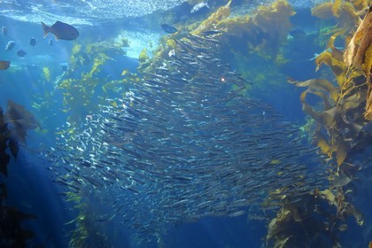 Etats-Unis, Californie, Monterey, le Monterey Bay Aquarium dans Cannery Row