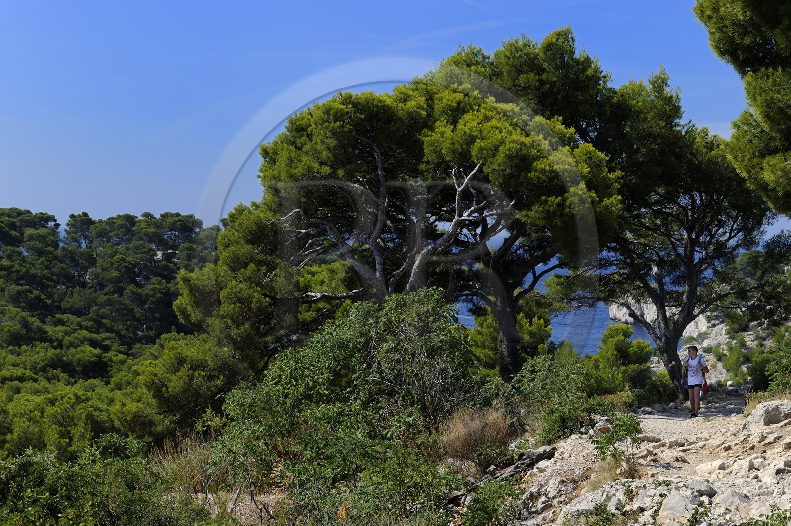 France, Bouches du Rhone, Cassis, peninsula of Port Miou
