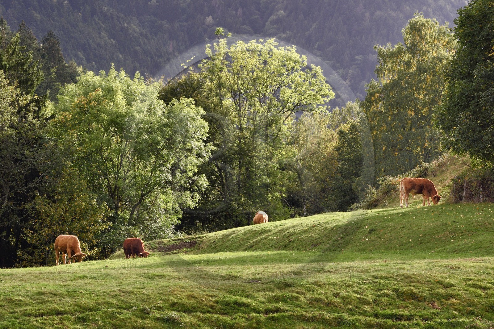 France, Haut-Rhin (68), Parc naturel régional des ballons des Vosges, vallée de Storckensohn à l'ouest de Fellering, troupeau de vaches en bordure de la forêt