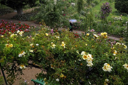 France, Eure (27), Giverny, le jardin de Claude Monet