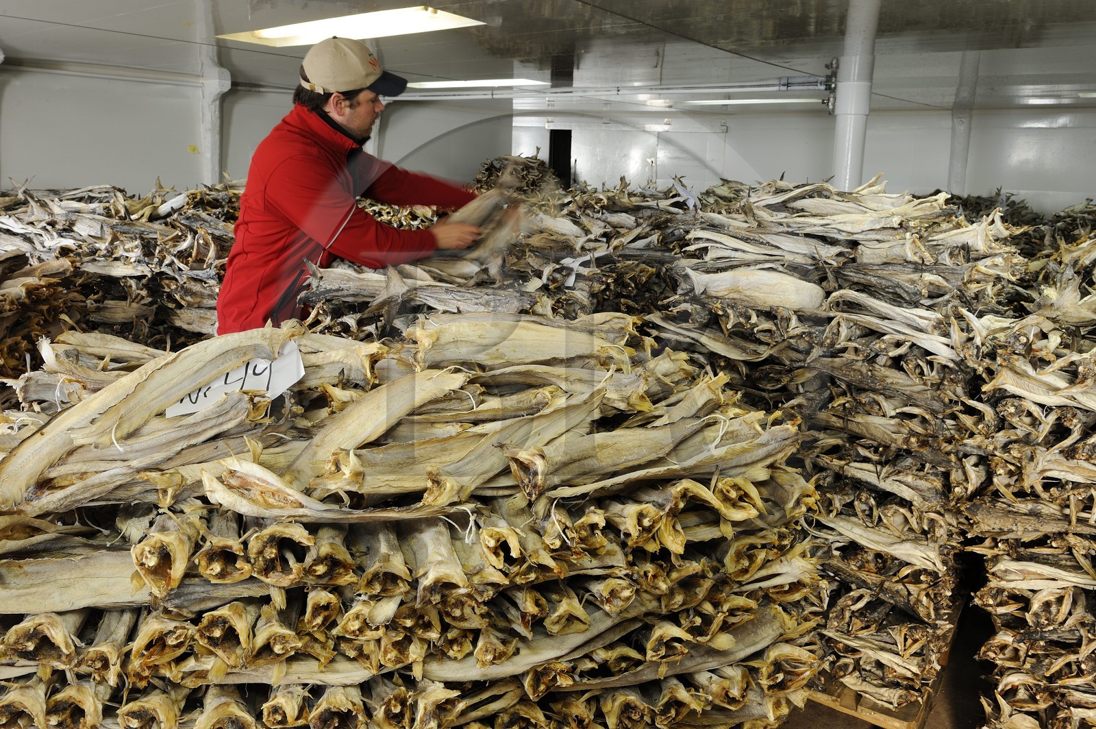 Norvège, Nordland, Iles Lofoten, Ile de Flakstadoy, village restauré de pêcheurs de Nussfjord, ballots de morue sêchée dans un hangar