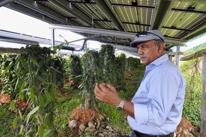 France, Ile de la Reunion, Saint-Louis, Domaine de Bellevue, producteur de vanille Planifolia biologique issues d'orchidées cultivées sous cinq hectares de panneaux photovoltaïques qui permettent d'alimenter plus de 1 800 foyers en électricité, Jean Edwards Saint-Lambert