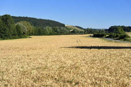 France, Meuse (55), Parc régional de Lorraine, Cotes de Meuse, Saint-Remy-la-Calonne, champ d'orge