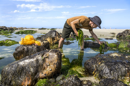France, Finistère (29), Pays Bigouden, Baie d'Audierne, Plozévet, Lenny Gouedic co créateur de Begood Alg, récolte à pied d'algues sauvages alimentaires (Ao Nori) sur la plage à marée basse