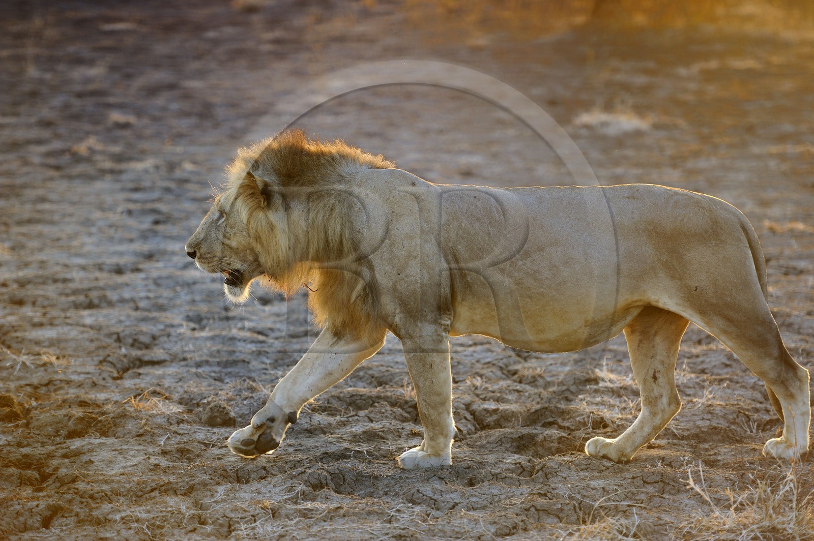 Tanzania, Selous Game Reserve is one of the largest fauna reserves of the world and designated a UNESCO World Heritage Site in 1982, lion (Panthera leo)