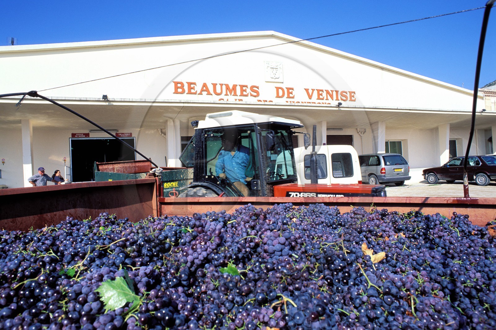 France, Vaucluse (84), Beaumes-de-Venise, la cave des vignerons (Comtat Venaissin)