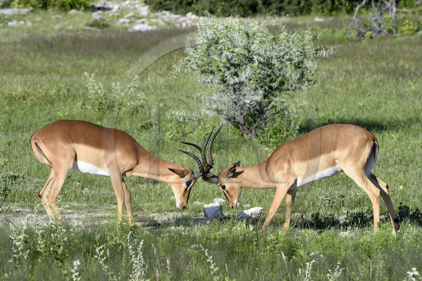 Namibie, région de Oshikoto, Parc National d'Etosha, combat d'impalas à face noire mâles (Aepyceros melampus petersi)