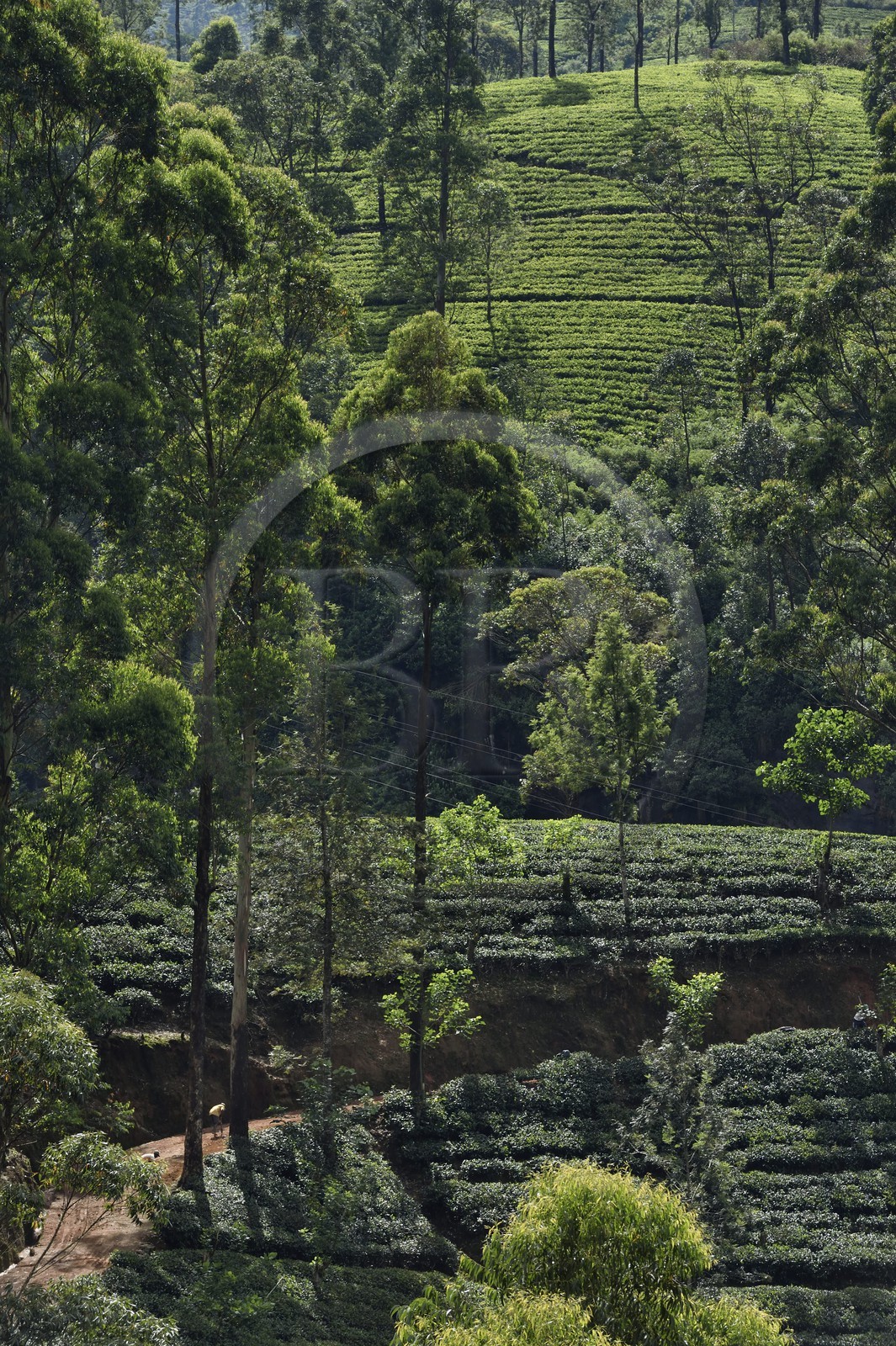 Sri Lanka, province du centre, Dalhousie, plantation de thé