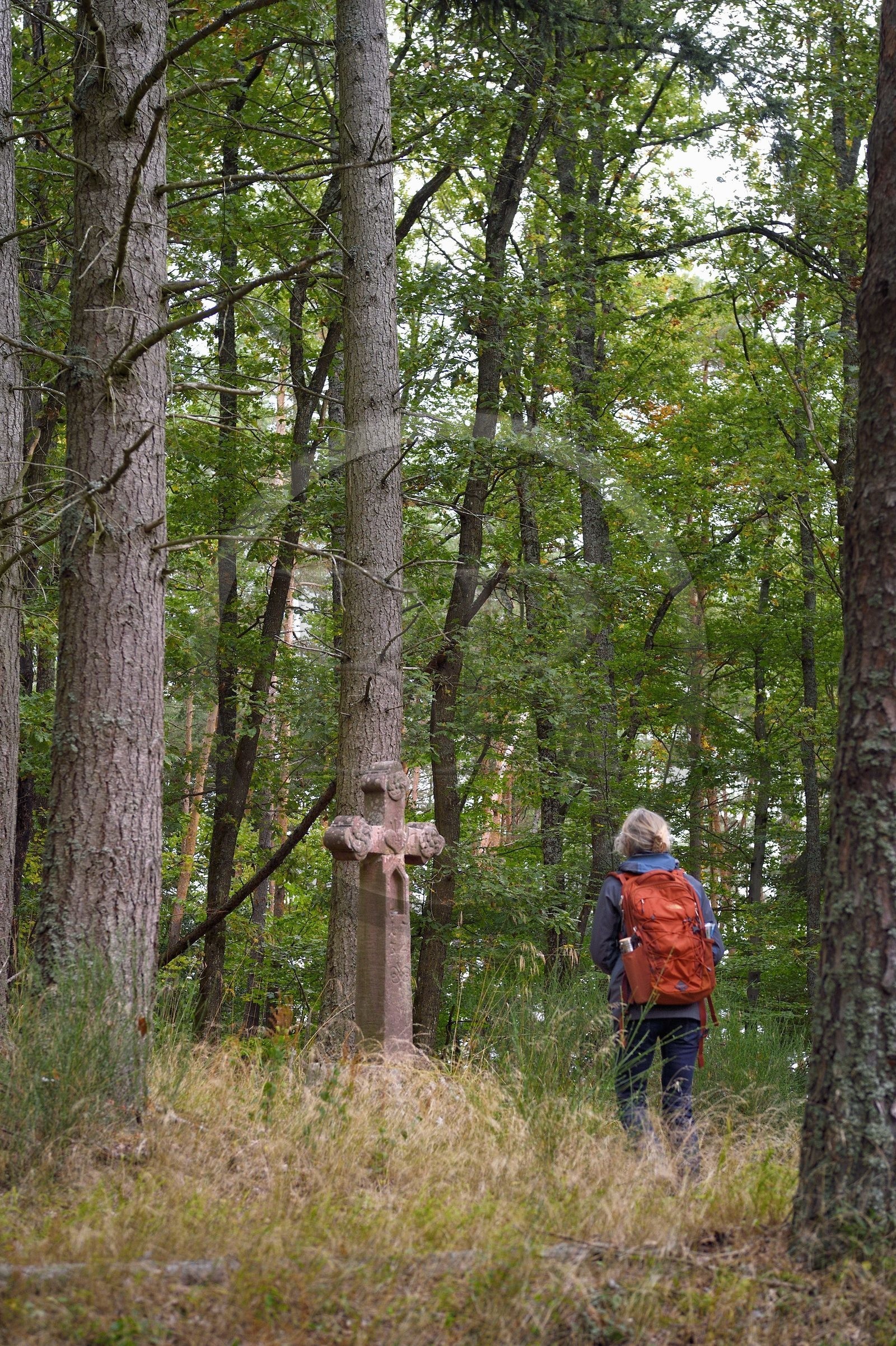 France, Haut Rhin, Thannenkirch, hiking in the Taennchel massif, cross dated 1754 on the top of the Schillig probably dedicated to a lumberjack who died there