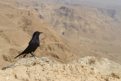 Israel, désert du Neguev, forteresse de Massada, classée Patrimoine Mondial de l'UNESCO, le Rufipenne de Tristram (Onychognathus tristramii) est un oiseau endémique d'Israël, la Jordanie, l'Egypte du nord (la péninsule du Sinaï), ouest de l'Arabie saoudite, le Yémen et l'Oman
