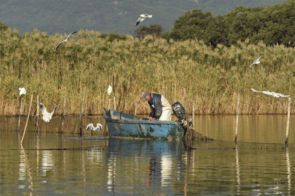 France, Haute-Corse (2B), l'étang de Biguglia (stagnu di Chjurlinu), réserve naturelle de Corse (RNC), pecheur relevant les filets tendus sur des pieux d'aulne