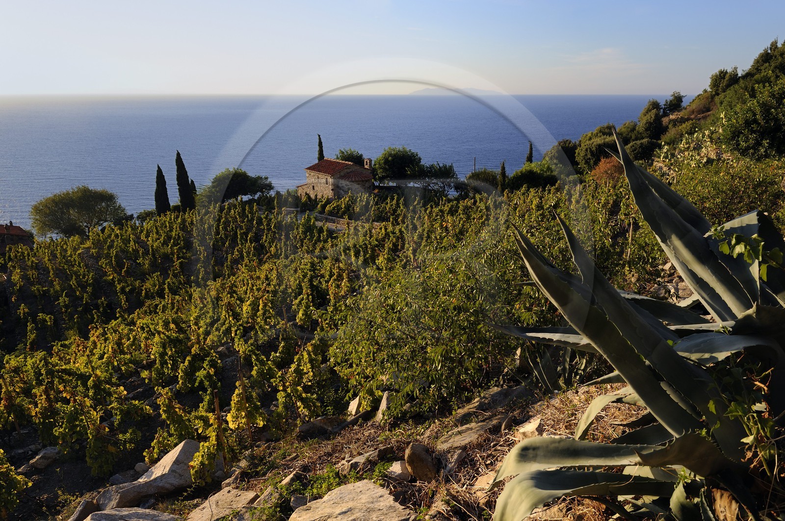 Italie, Toscane, l’Ile d’Elbe, , petite chapelle et vignobles au-dessus de la côte près de Colle d'Orano