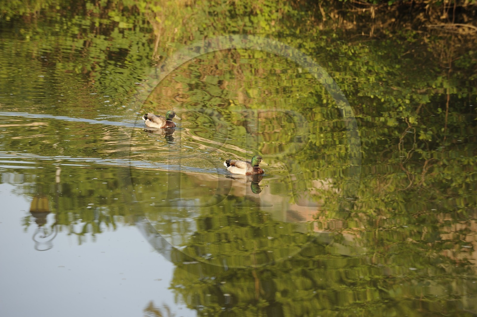 France, Côte d'Or (21), Semur-en-Auxois, canards sur la rivière l'Armançon