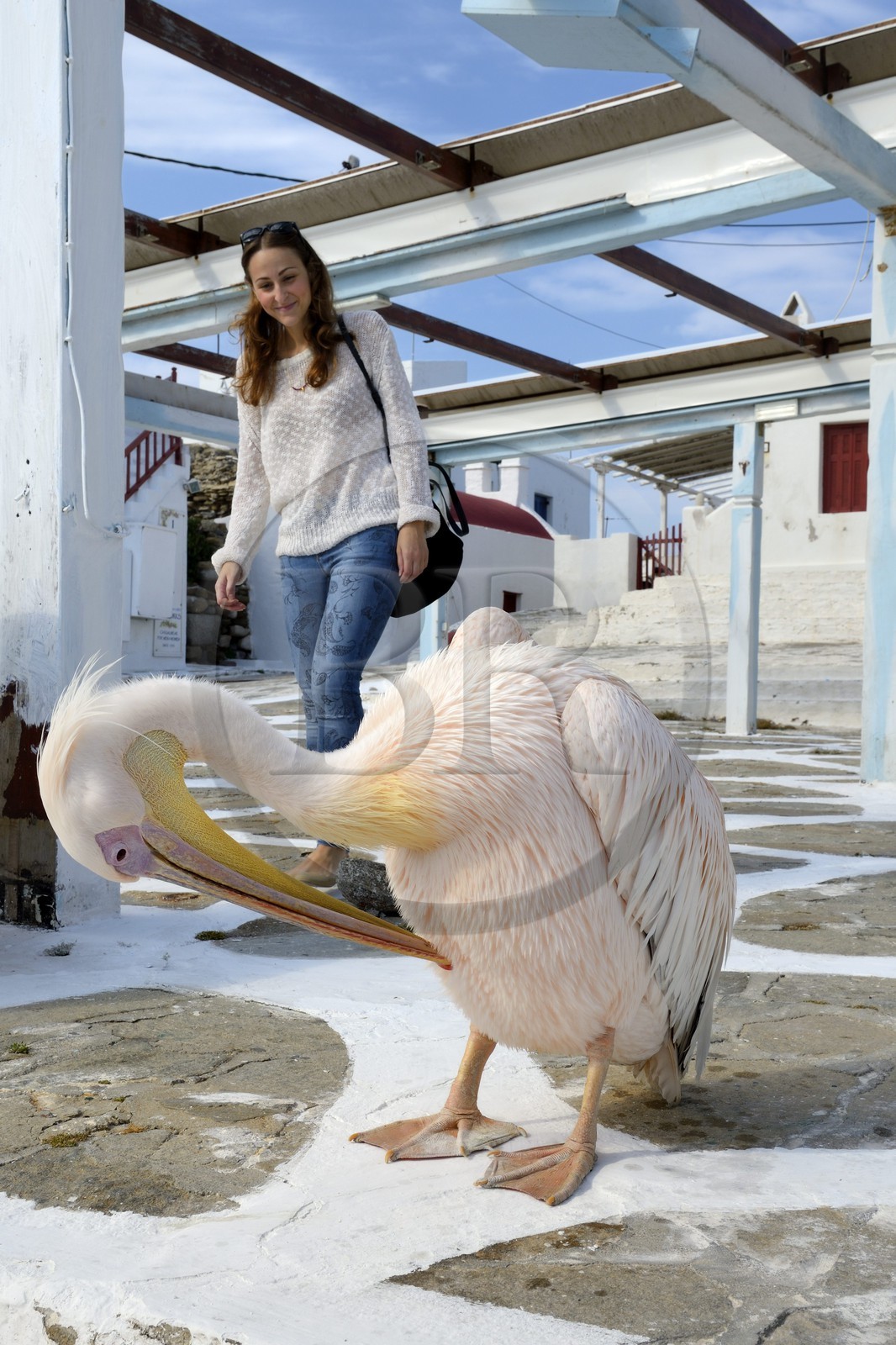 Grèce, Les Cyclades, mer Égée, île de Mykonos, Chora (Mykonos town), le pélican est devenu la mascotte de la ville