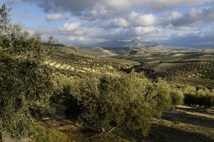 Spain, Andalusia, Jaén Province, olive groves south of Martos between Baena and Alcaudete, the Sierra Magina in the background