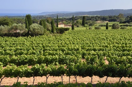 France, Var, Saint-Tropez, vineyard around the Sainte-Anne chapel