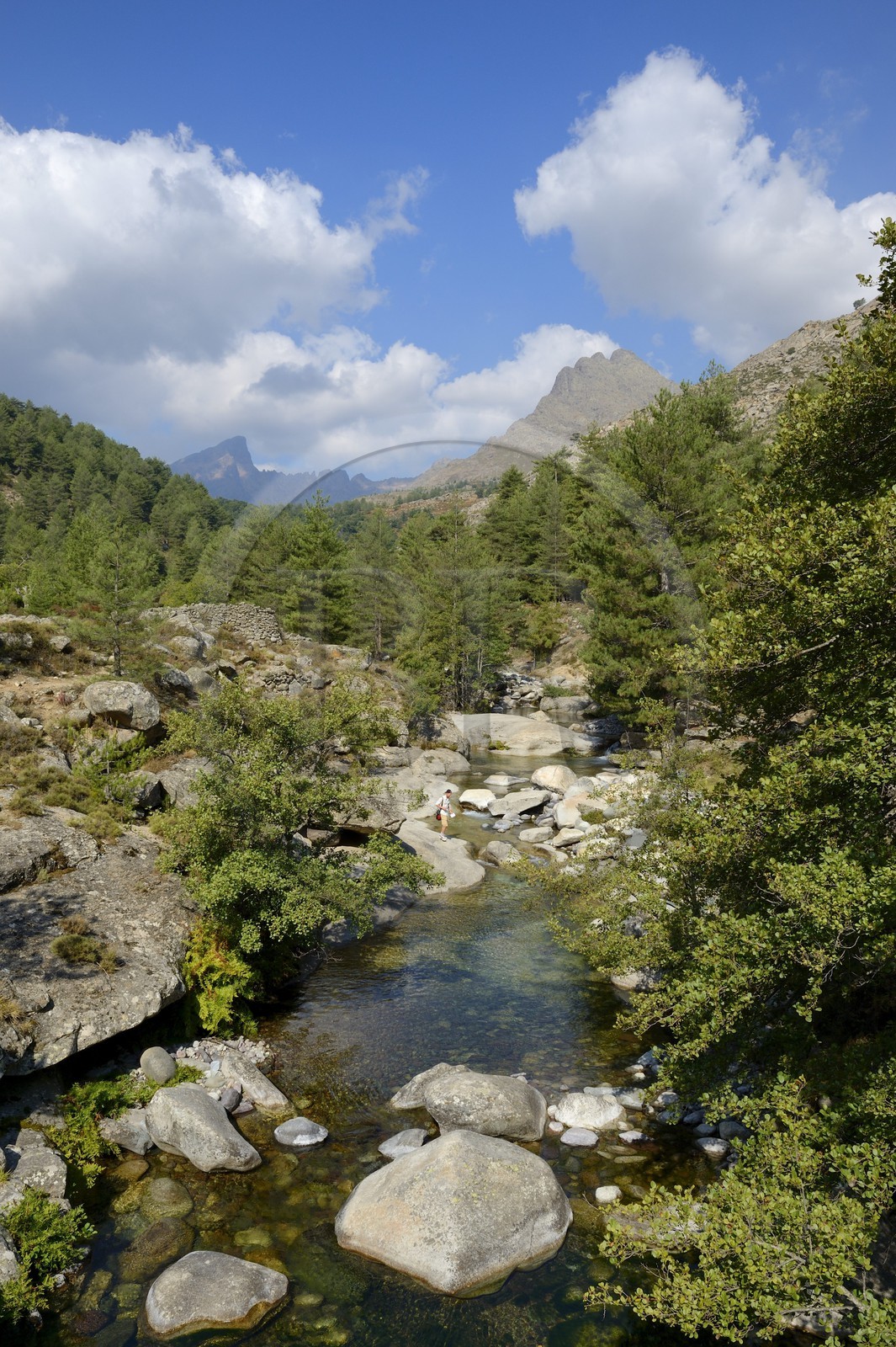 France, Haute Corse, Niolu (Niolo) region, the Calasima river and the Paglia Orba mountain shaped as a shark fin in the background