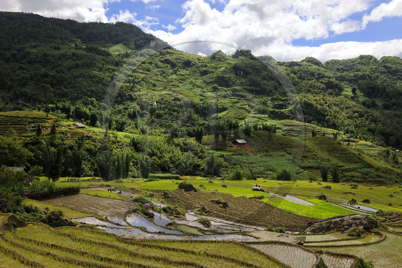 Vietnam, Lao Cai province, Sapa district, rice plantations in terraces by the Black Hmong minority group
