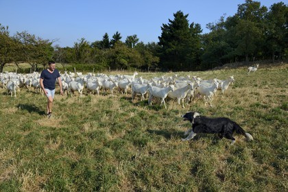 France, Loire (42), Parc Naturel Régional du Pilat, Pélussin, production par le GAEC de la Cabriole du fromage de chèvre Rigotte de Condrieu AOC, le troupeau de chèvres de Claude et André Boucher, André Boucher avec son chien