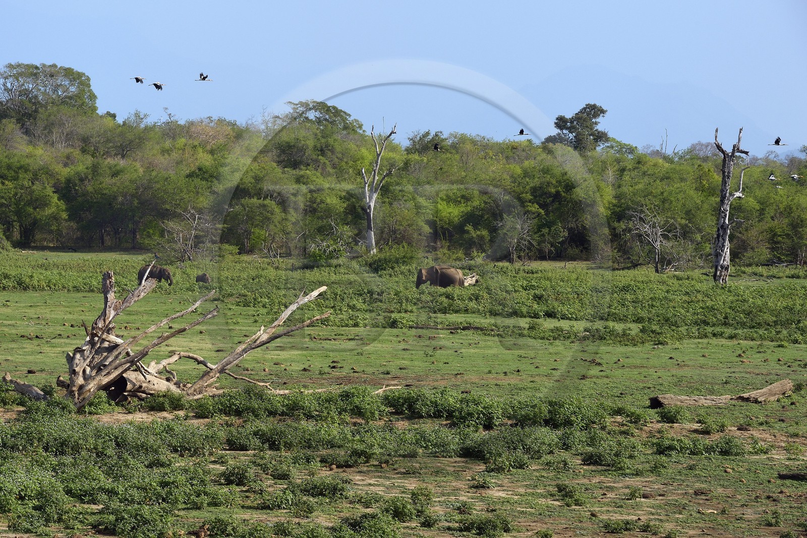 Sri Lanka, province d'Uva, Parc national d'Uda Walawe (Udawalawe National Park), éléphants d'Asie (Elephas maximus) et vol de cigogne en arrière plan