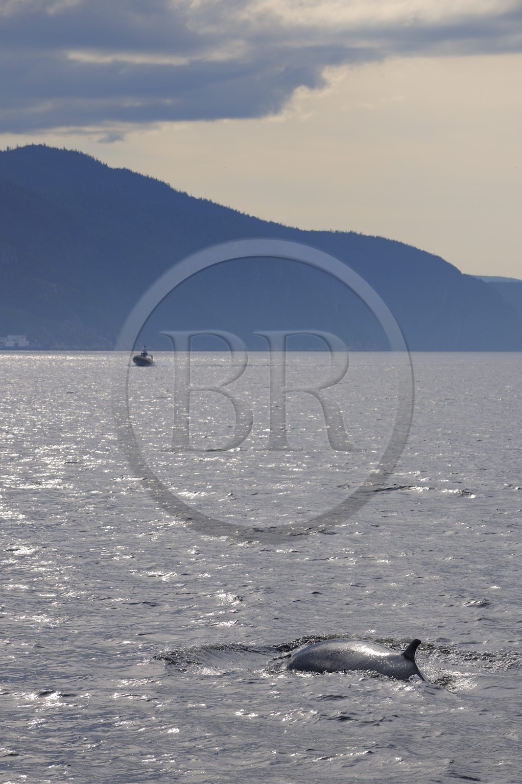 Canada, province de Québec, région de Manicouagan, Tadoussac, baleine à bosse dans le golf du Saint-Laurent