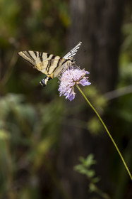 France, Alpes-Maritimes (06), Mouans-Sartoux, Jardins du Musée International de la Parfumerie​ (MIP), papillon le Flambé (Iphiclides podalirius)