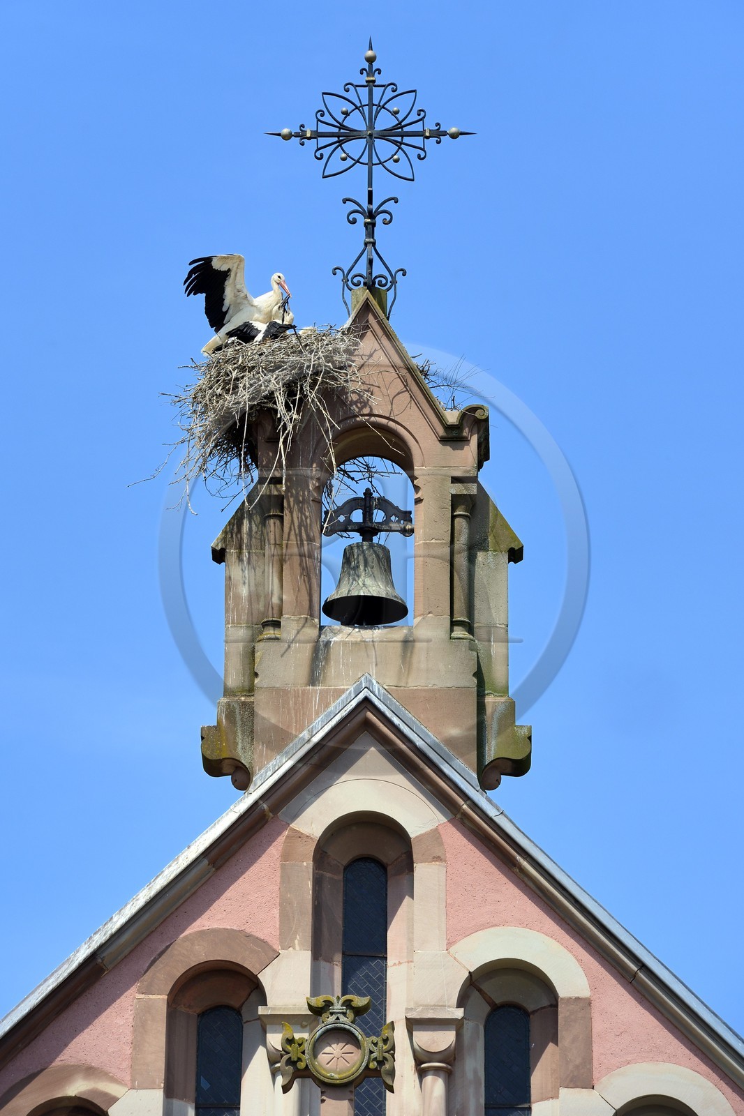 France, Haut Rhin, Eguisheim, labelled Les Plus Beaux Villages de France (The Most Beautiful Villages of France), stork feeding its young in the nest on top of the chapel of Leo IX