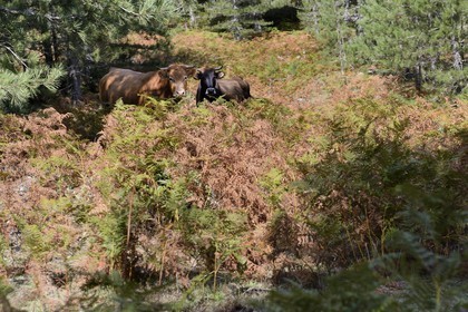 France, Corse-du-Sud (2A), Alta Rocca, Bavella, vaches dans la forêt de pins laricio (Pinus laricio)